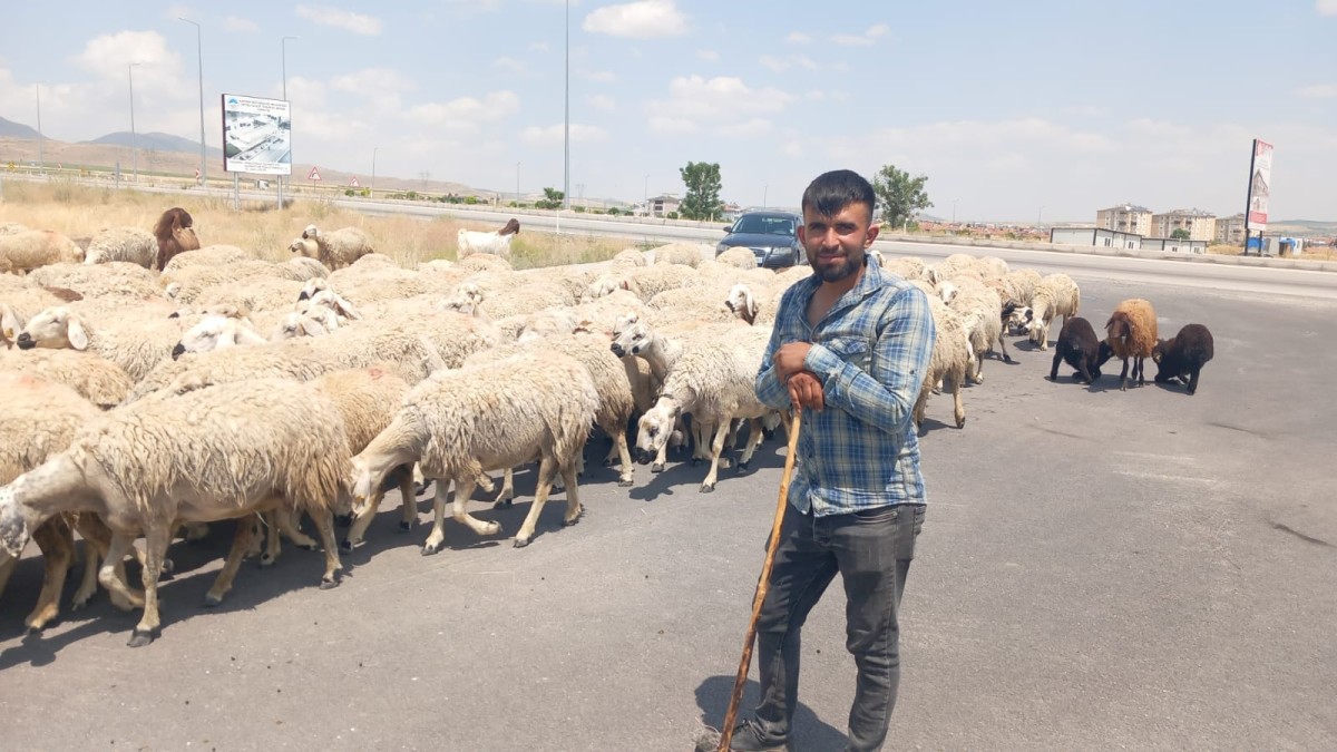 KOYUNLARlN SU SESİNİ KİM DUYACAK?